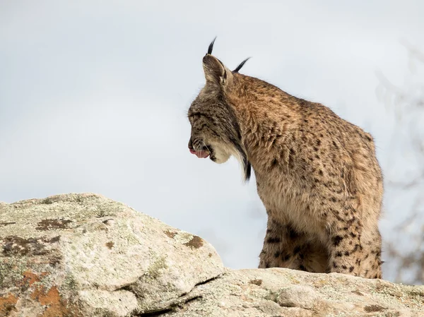 Iberische lynx (Lynx pardinus) likken van de neus — Stockfoto