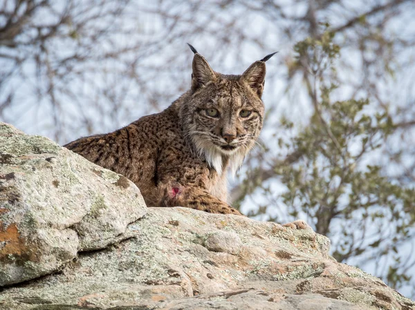 Lince ibérico (Lynx pardinus) deitado sobre uma rocha — Fotografia de Stock