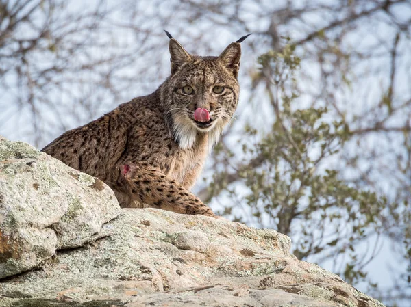 Iberian lynx ( Lynx pardinus) licking its nose — Stock Photo, Image