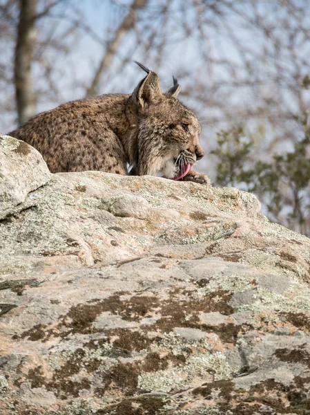 Iberische lynx (Lynx pardinus) likken haar poot — Stockfoto