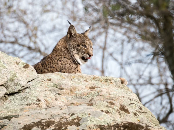 Ιβηρικός λύγκας (Lynx pardinus) γλείφει τη μύτη — Φωτογραφία Αρχείου