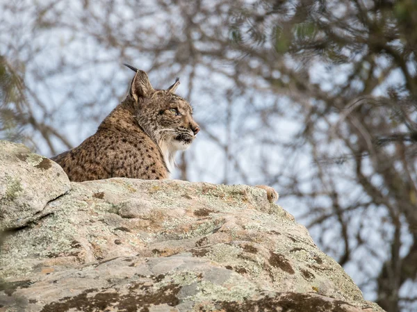 Ιβηρικός λύγκας (Lynx pardinus) ξαπλωμένη πάνω σε ένα βράχο — Φωτογραφία Αρχείου