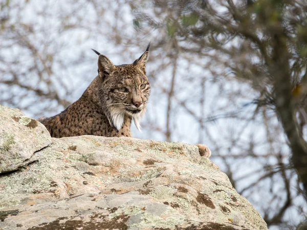 Iberische lynx (Lynx pardinus) liggen op een rots — Stockfoto