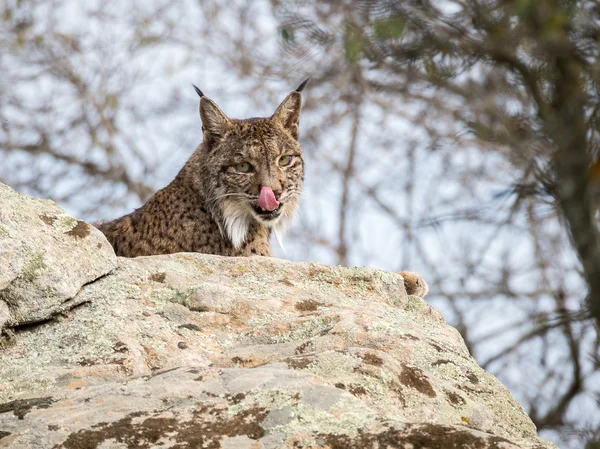 Ιβηρικός λύγκας (Lynx pardinus) γλείφει τη μύτη — Φωτογραφία Αρχείου