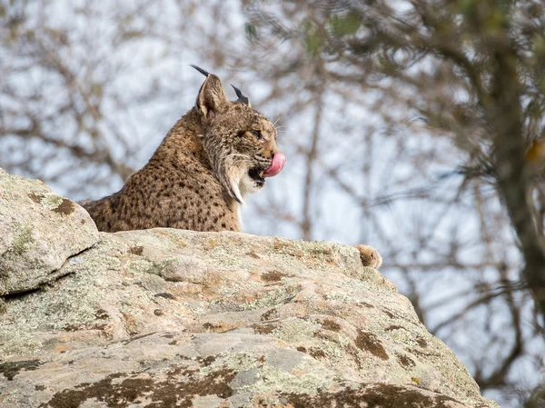 Iberische lynx (Lynx pardinus) likken van de neus — Stockfoto