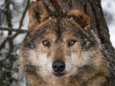 Kurt portre portre kar altında