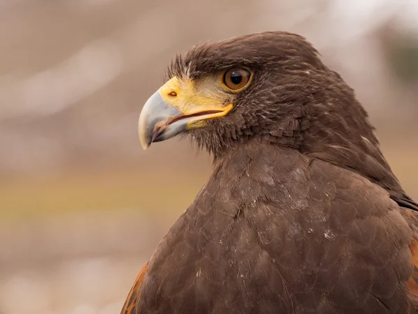 Retrato de halcón de Harris — Foto de Stock