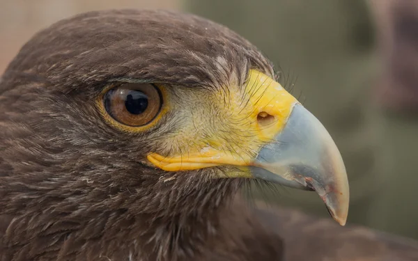 In the eye of a Harris's hawk — Stock Photo, Image