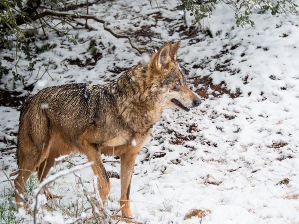 Wolfsweibchen im Winter im Schnee — Stockfoto