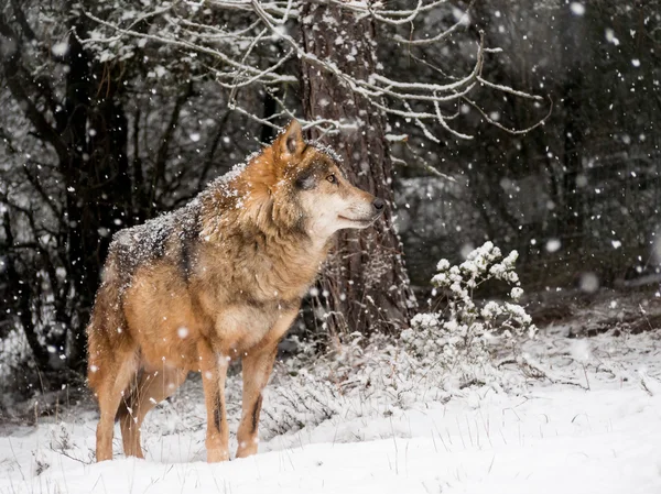 Lobo macho en la nieve —  Fotos de Stock