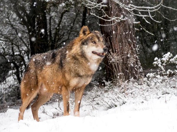 Wolf male in the snow — Stock Photo, Image