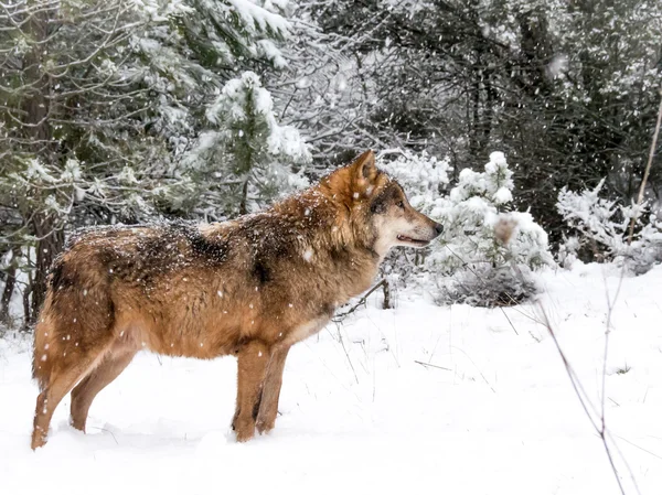 Kurt erkek ormanda karda