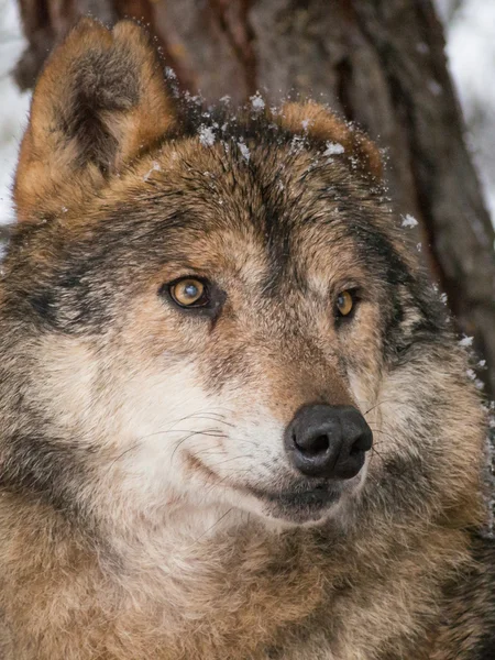 Retrato de lobo bajo la nieve —  Fotos de Stock