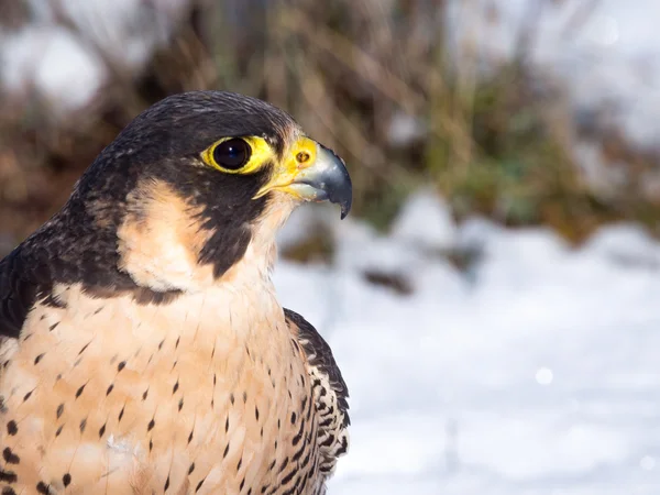 Peregrine falcon (Falco peregrinus)  portrait — Stock Photo, Image