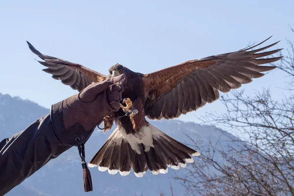 Харріс hawk посадки у виставці соколине полювання — стокове фото