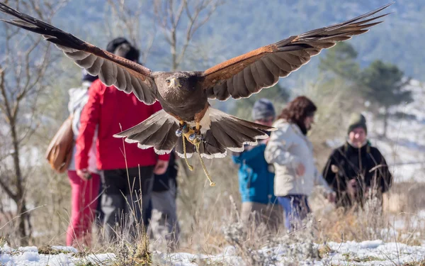 Harris's hawk flying in a falconry exhibition — Stock Photo, Image