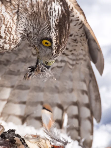 Goshawk jíst lovil kořist Stock Obrázky