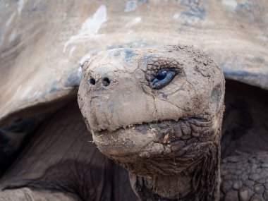 Galapagos dan eski dev kaplumbağa