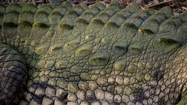 Detalj av krokodilen rustning och skalor — Stockfoto
