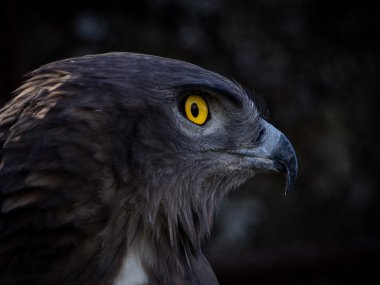 Kısa parmaklı yılan kartalı (Circaetus gallicus)