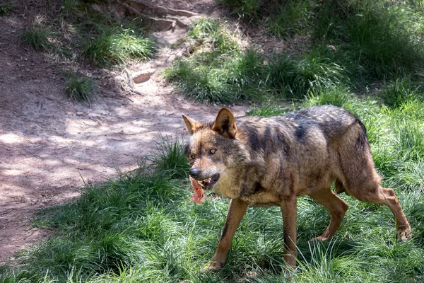 Felnőtt férfi Ibériai farkas — Stock Fotó