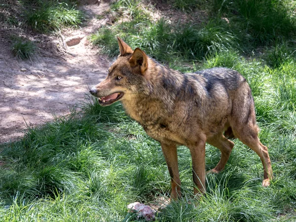 Lobo ibérico macho adulto —  Fotos de Stock