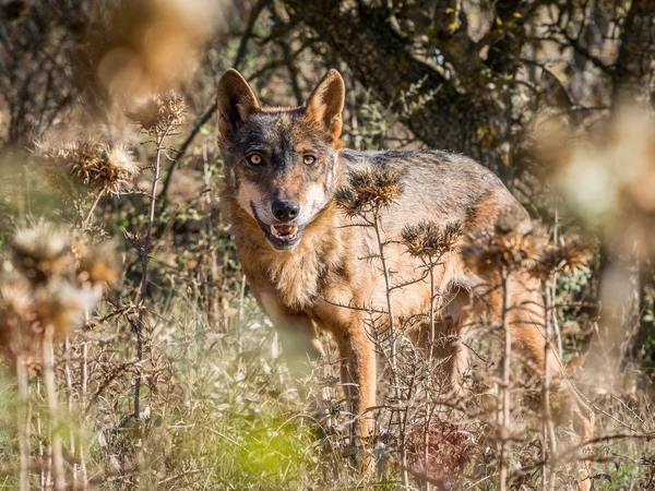 Lobo ibérico con hermosos ojos en verano — Foto de Stock