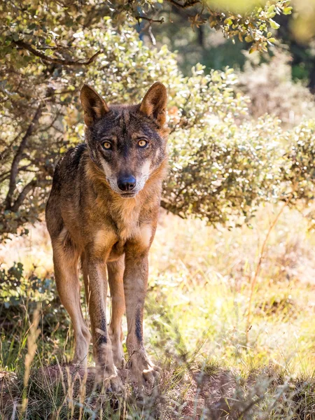 Iberischer Wolf mit schönen Augen im Herbst — Stockfoto