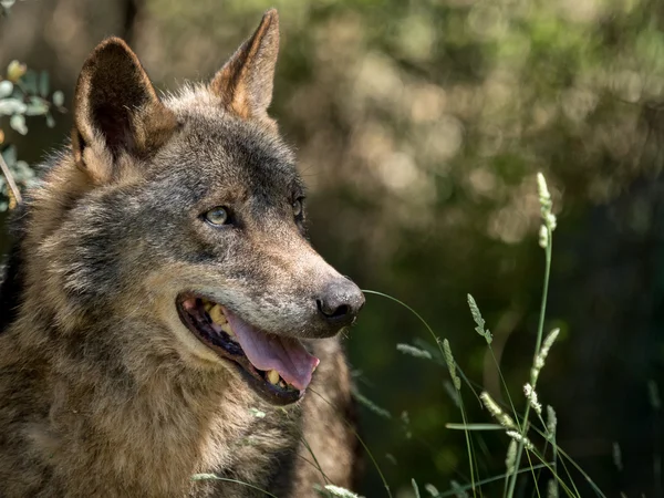 Πορτρέτο λύκος (Canis lupus signatus) στους θάμνους το καλοκαίρι — Φωτογραφία Αρχείου