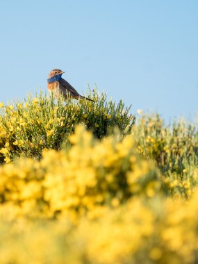 Bluethroat kuş Luscinia svecica renkli bahar