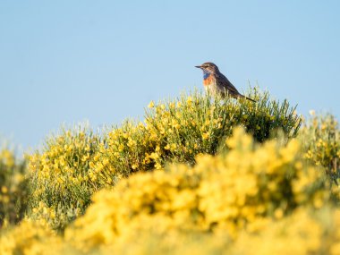 Bluethroat kuş Luscinia svecica renkli bahar