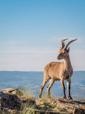 Alp dağ keçisi Capra pyrenaica mavi gökyüzü karşı zirvesinde