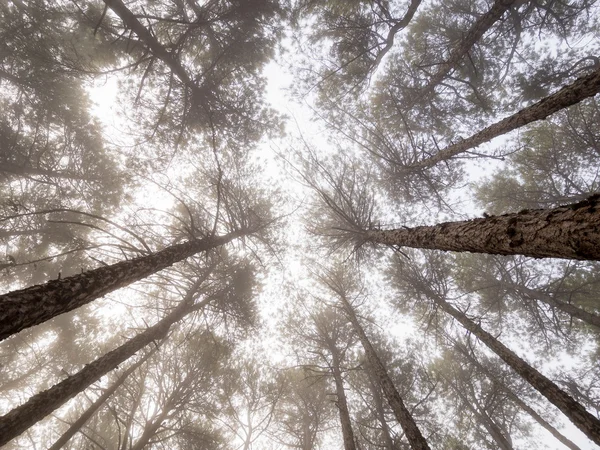 Bosque brumoso encantado de pinos — Foto de Stock