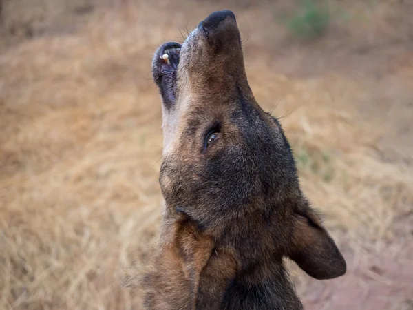 Lobo ibérico uivando no verão — Fotografia de Stock