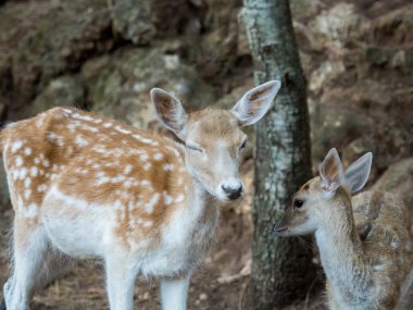 İki genç Cervus dama geyik ihale sahne