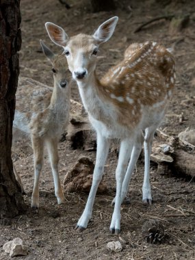 İki genç Cervus dama alageyik