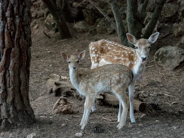 Deux jeunes Cervus dama deer — Photo