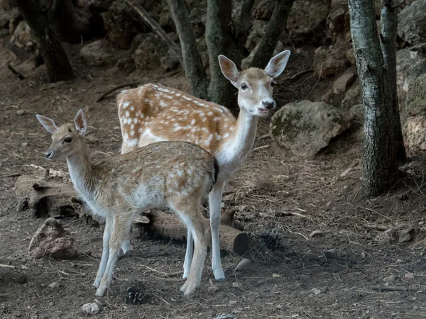 Deux jeunes Cervus dama deer — Photo