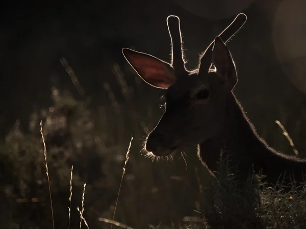 Arkadan aydınlatmalı profil bir kırmızı geyik Cervus elaphus (sanatsal resim) Stok Resim