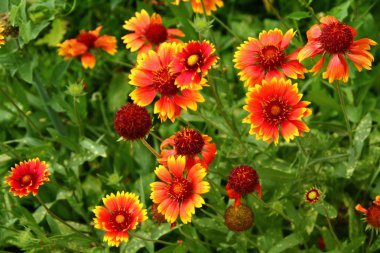 sarı ve turuncu çiçekler