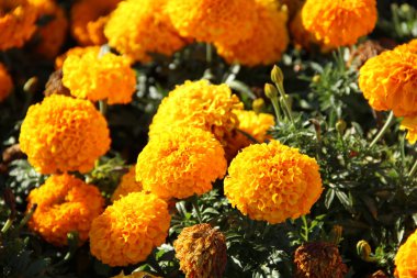 Sarı kadife çiçeği çiçek