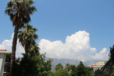 Güzel dağların arka planında yeşil palmiyeler