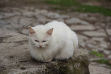 Beyaz bir sokak kedisi taşın üzerinde oturuyor.