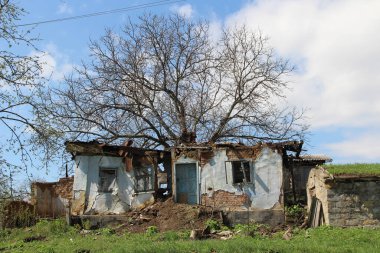 Bir ağacın filizlendiği eski bir harabe ev.