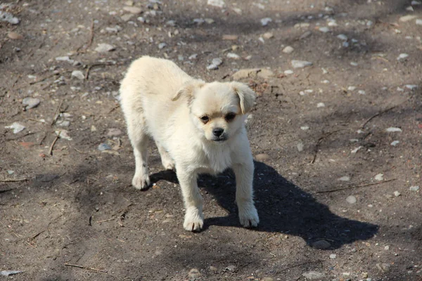 Ein Kleiner Weißer Hundewelpe Auf Der Straße — Stockfoto