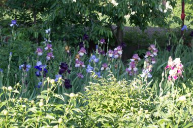 Bahçede büyüyen güzel mavi bir iris çiçeği
