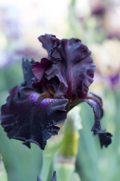 Vacker Lila Iris Blomma Växer Trädgården — Stockfoto