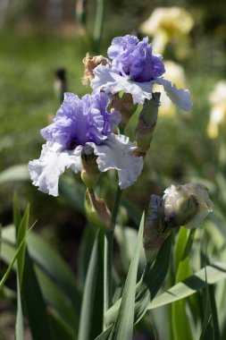 Bahçede büyüyen güzel mavi bir iris çiçeği