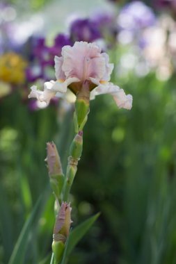 Bahçede büyüyen güzel pembe bir iris çiçeği.