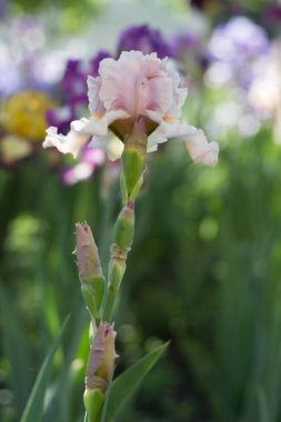 Bahçede büyüyen güzel pembe bir iris çiçeği.